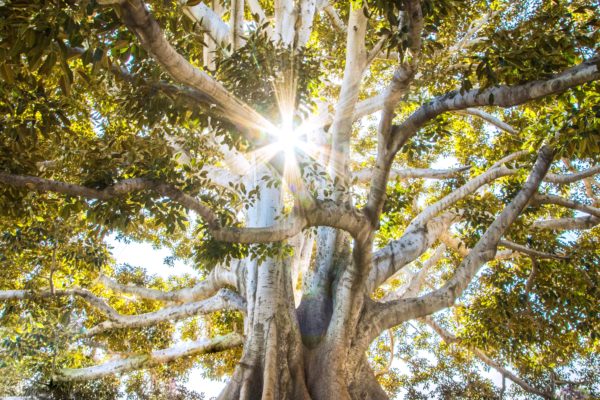 Holistic Health Practice